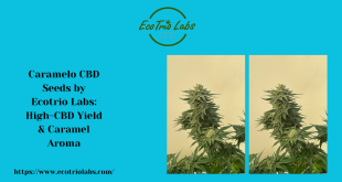 Caramelo CBD Seeds