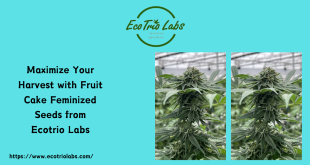 Fruit Cake Feminized Seeds