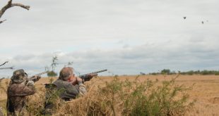 How Weather Impacts Dove Hunting: A Strategy Guide