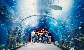 Dive into Fun at the Dubai Mall Aquarium: A Must-See!