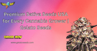 Sativa seeds USA