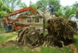 Affordable Tree Service Houston