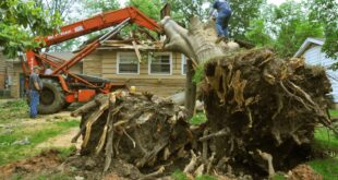 Affordable Tree Service Houston