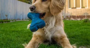 dog toys