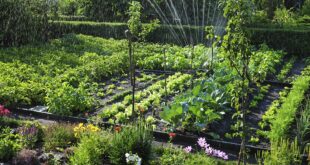 How to Start an Organic Garden