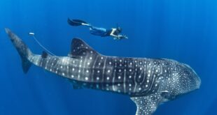 Whale Sharks